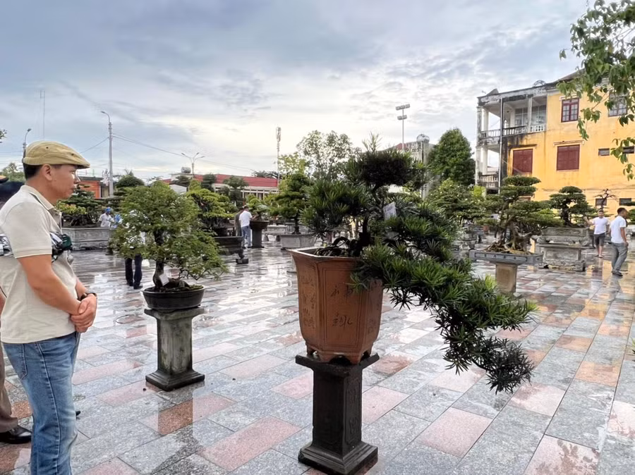 Hơn 2.000 sản phẩm hoa, cây cảnh trưng bày tại Triển lãm và hội chợ.