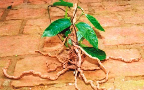 Mot so cay thuoc mang ten Ga - Anh 4