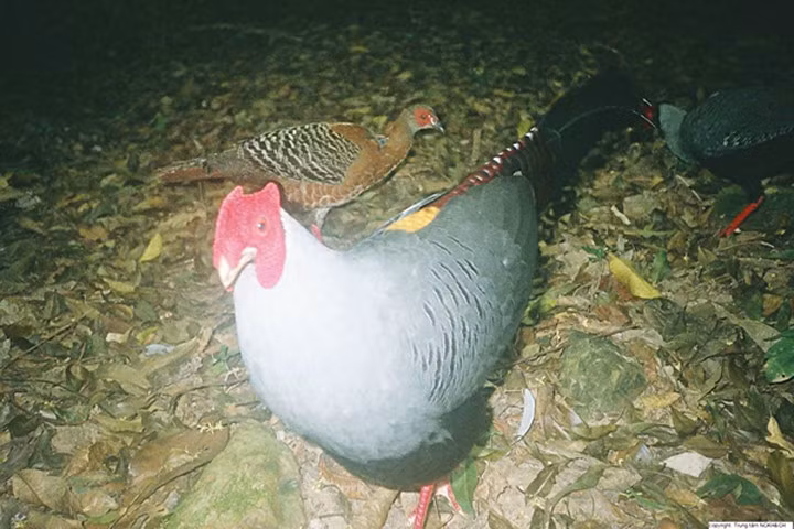 Vào dãy Răng Lược tìm loài gà quý hiếm nhất thế giới