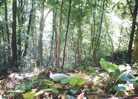 Vao day Rang Luoc tim loai ga quy hiem nhat the gioi - Anh 1