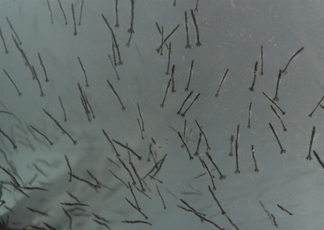 Dau xuan, nghe loi gan ruot cua 