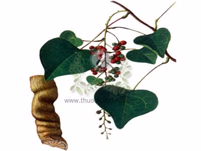 Mot so cay thuoc mang ten Ga - Anh 2