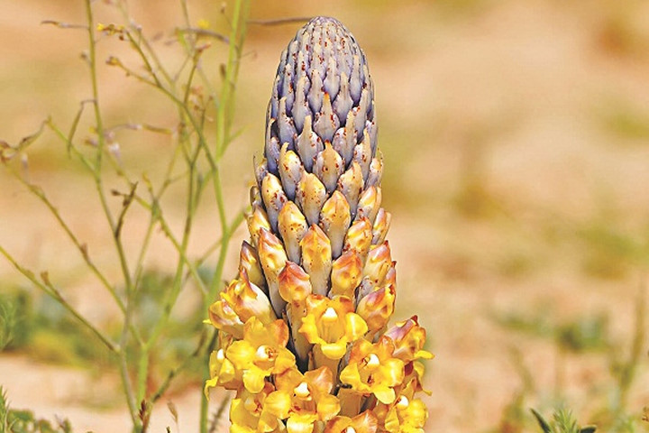 Thế giới Viagra thảo dược