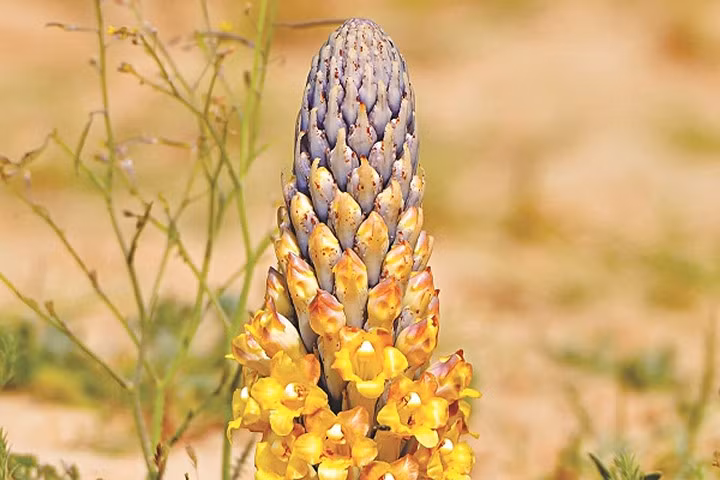 Thế giới Viagra thảo dược