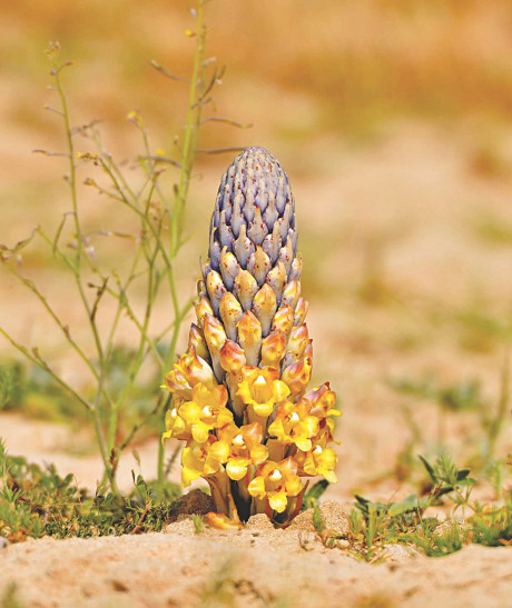 The gioi Viagra thao duoc - Anh 1