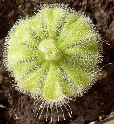 Một số cây thuốc mang tên Gà - Ảnh 6 Mot so cay thuoc mang ten Ga - Anh 6