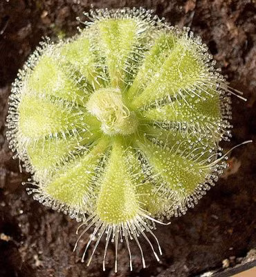 Mot so cay thuoc mang ten Ga - Anh 6