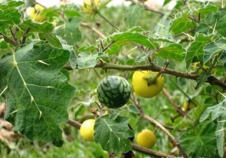 Nhieu tre tu vong sau khi dung thuoc giam dau rang tu ca doc duoc - Anh 1