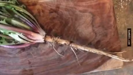 Re cay bo cong anh diet te bao ung thu? - Anh 2