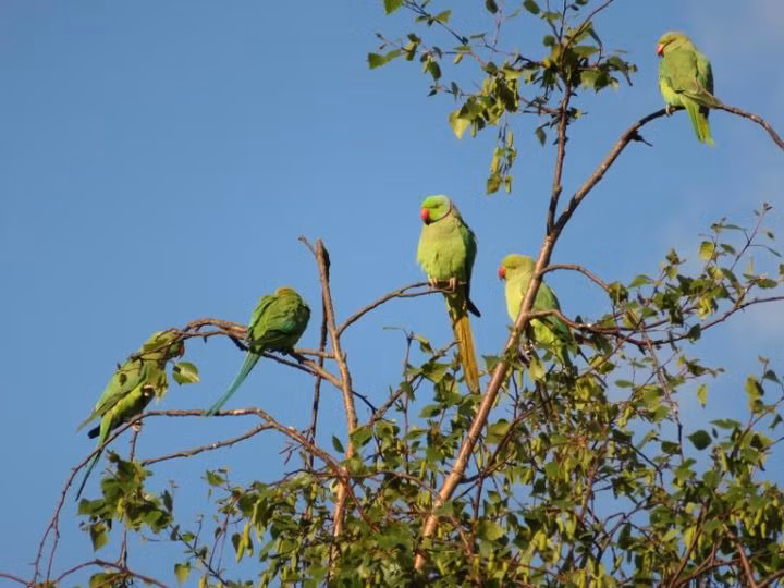 Những con vẹt xanh đuôi dài đang "chiếm lĩnh" London, Anh ảnh 2