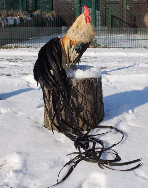 Giống gà quý hiếm sở hữu chiếc đuôi dài hơn 10 mét ảnh 1