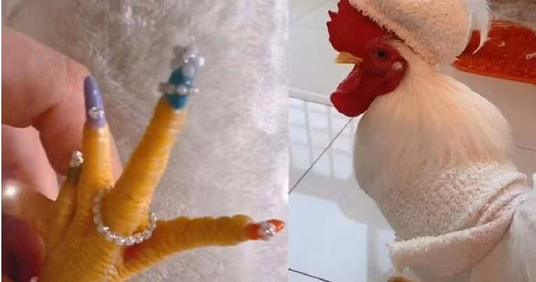 Chú gà trống đã được chủ nhân đầu tư tân trang cho bộ móng vô cùng bắt mắt và nổi bật.