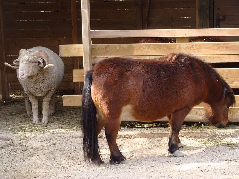 Giống ngựa nhỏ nhất thế giới có thể sống gần 50 năm ảnh 1