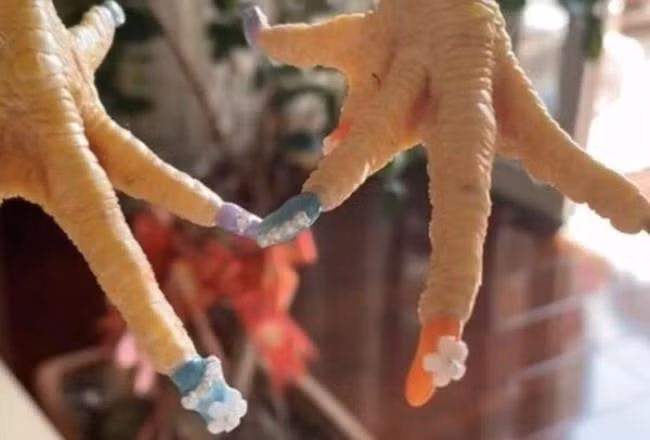 Chú gà trống được làm nail gây sốt mạng xã hội ảnh 2