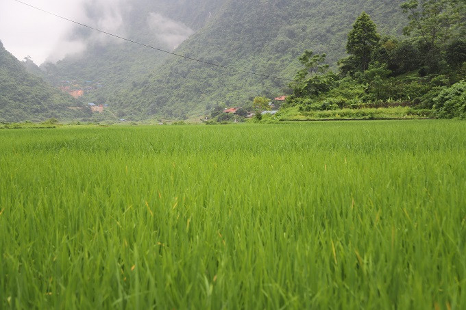 Cánh đồng lúa 02 vụ thôn Khắc Kiệm nằm trong vùng lõi rừng đặc dụng là một trong 03 điểm mỏ được UBND tỉnh Thái Nguyên ưu ái cấp cho Công ty Thăng Long