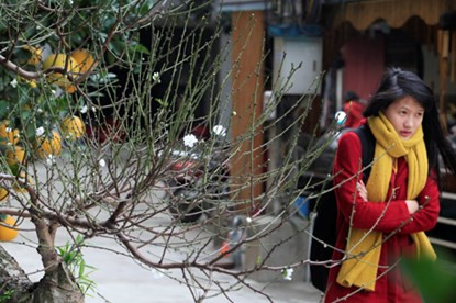 Đào tuyết cổ thụ “đếm hoa ra tiền” độc nhất Hà thành ảnh 10 Đào tuyết cổ thụ “đếm hoa ra tiền” độc nhất Hà thành ảnh 10
