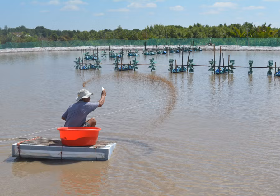 Người nuôi tôm đang rất phấn khởi đầu tư