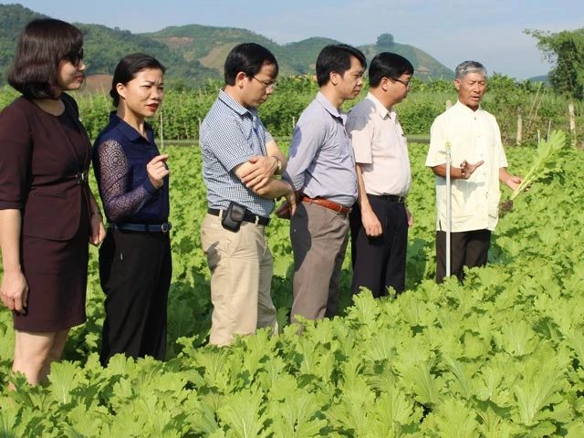 Đoàn công tác của Sở NNPTNT Hà Nội thăm cơ sở sản xuất rau an toàn tại huyện Mộc Châu (Sơn La). Ảnh: Quang Thiện