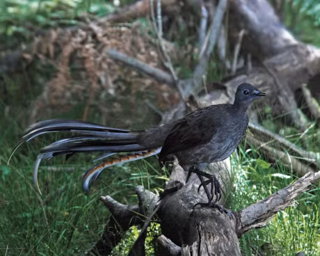 Chiem nguong loai chim tuyet dep duoc in tren tien xu Australia - Anh 12