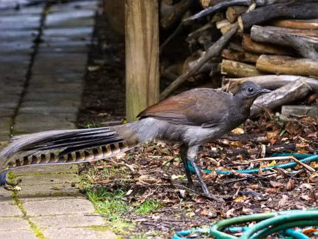 Chiem nguong loai chim tuyet dep duoc in tren tien xu Australia - Anh 6
