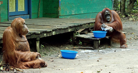 Ngỡ ngàng đười ươi biết sử dụng cưa như người - Ảnh 2 Ngo ngang duoi uoi biet su dung cua nhu nguoi - Anh 2