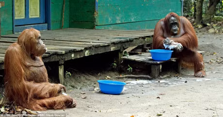 Ngo ngang duoi uoi biet su dung cua nhu nguoi - Anh 2