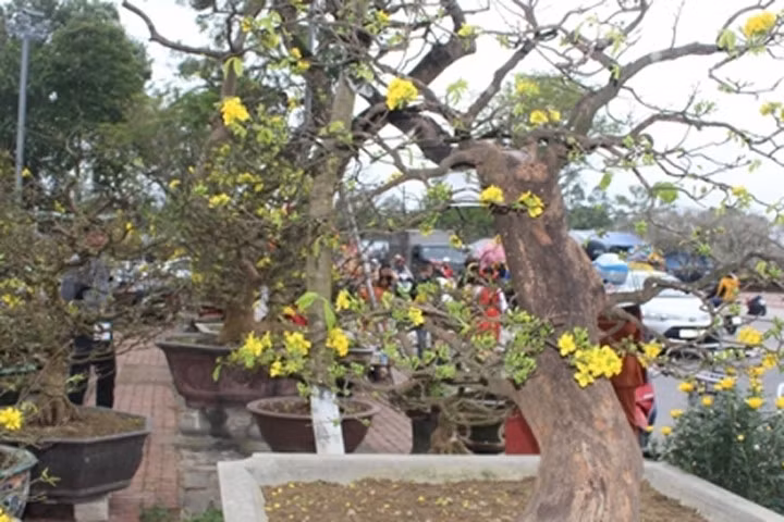 Soi "lão" hoàng mai 1 tỷ đồng tại chợ hoa Xuân cố đô Huế