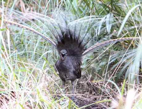 Chiem nguong loai chim tuyet dep duoc in tren tien xu Australia - Anh 3