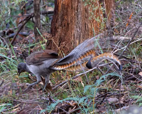 Chiem nguong loai chim tuyet dep duoc in tren tien xu Australia - Anh 7