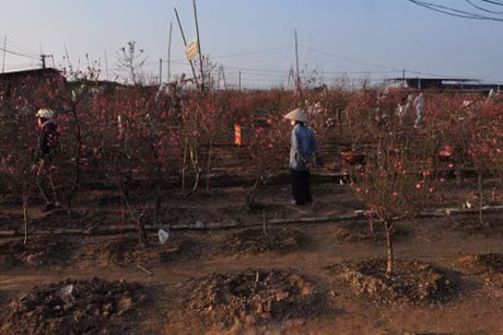 Ton tien ham dao no som, nha vuon lo mat Tet - Anh 2