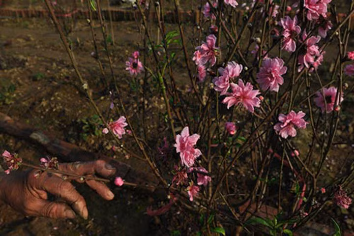 Tốn tiền hãm đào nở sớm, nhà vườn lo mất Tết