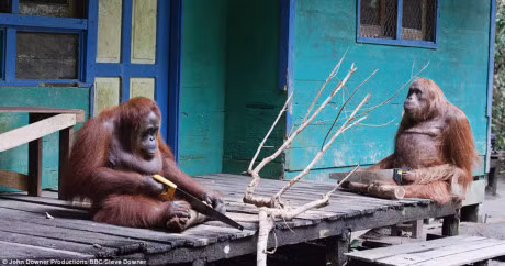 Ngo ngang duoi uoi biet su dung cua nhu nguoi - Anh 1