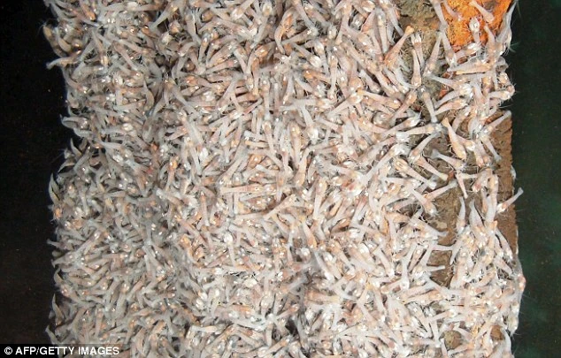 Kỳ lạ loài tôm “bất tử” luộc 450 độ C không chết