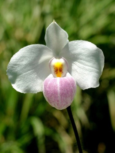 Lan hài đỏ / hồng Sông Pha, Ninh Thuận. Lan hài đỏ / hồng Sông Pha, Ninh Thuận.