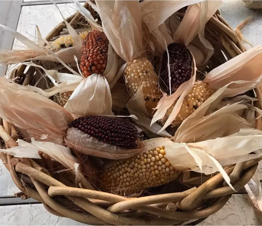 Thích mê khu vườn quanh năm tươi tốt của cặp vợ chồng thích ăn chay ảnh 14