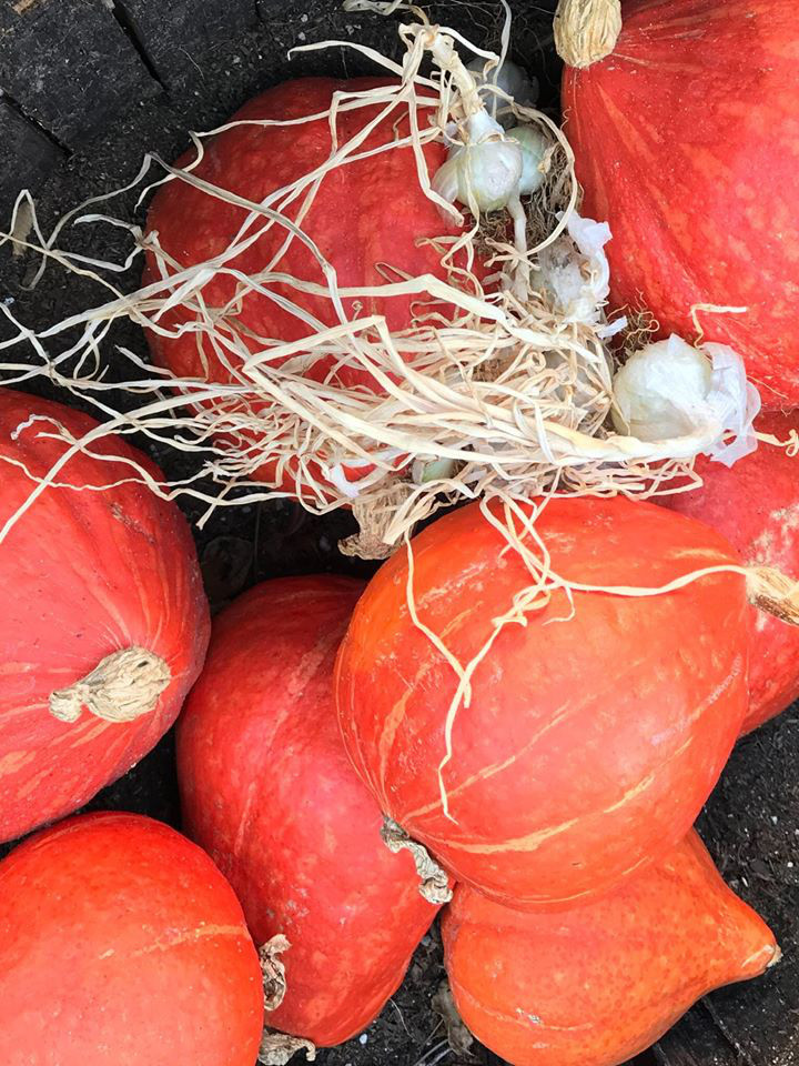 Thích mê khu vườn quanh năm tươi tốt của cặp vợ chồng thích ăn chay ảnh 28