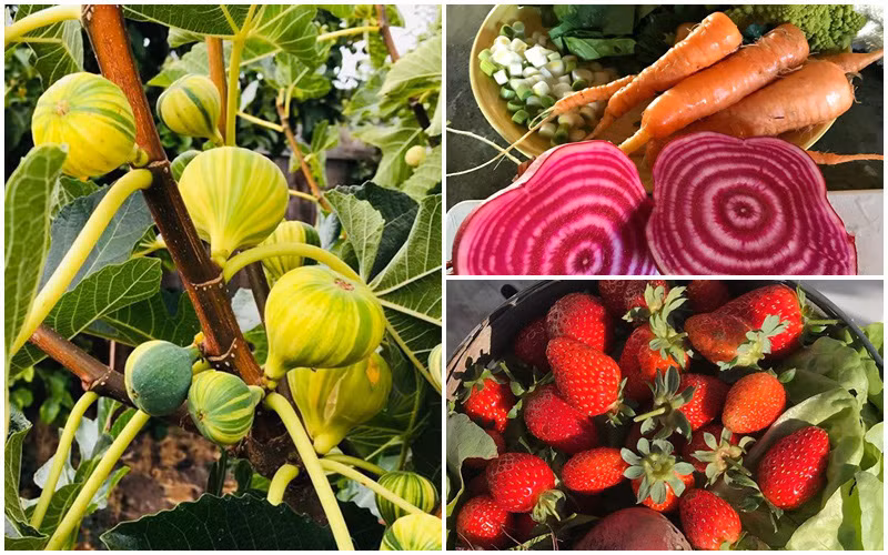 Thích mê khu vườn quanh năm tươi tốt của cặp vợ chồng thích ăn chay