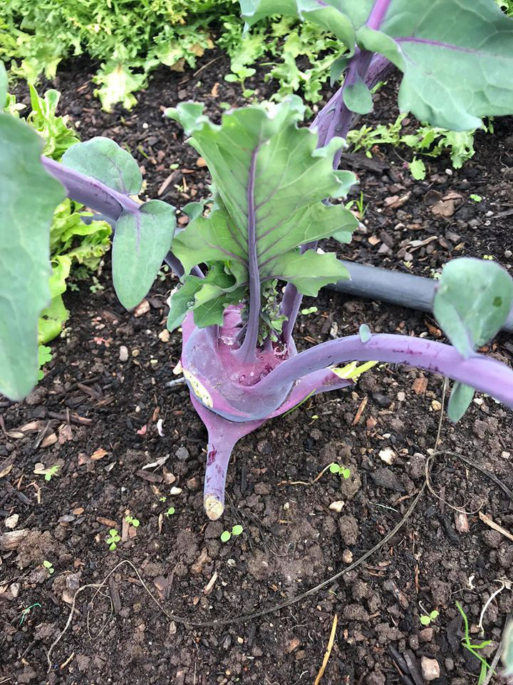 Thích mê khu vườn quanh năm tươi tốt của cặp vợ chồng thích ăn chay ảnh 26