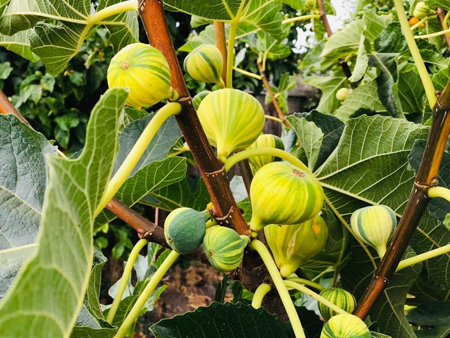 Khu vườn quanh năm tươi tốt với đủ loại cây trái của cặp vợ chồng thích ăn chay - Ảnh 9.