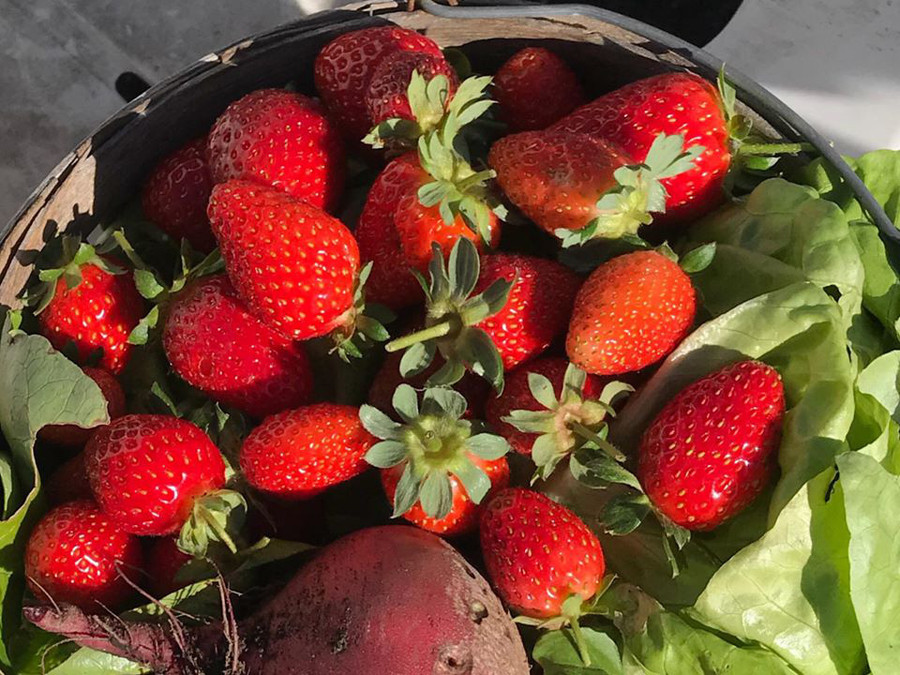 Thích mê khu vườn quanh năm tươi tốt của cặp vợ chồng thích ăn chay ảnh 15