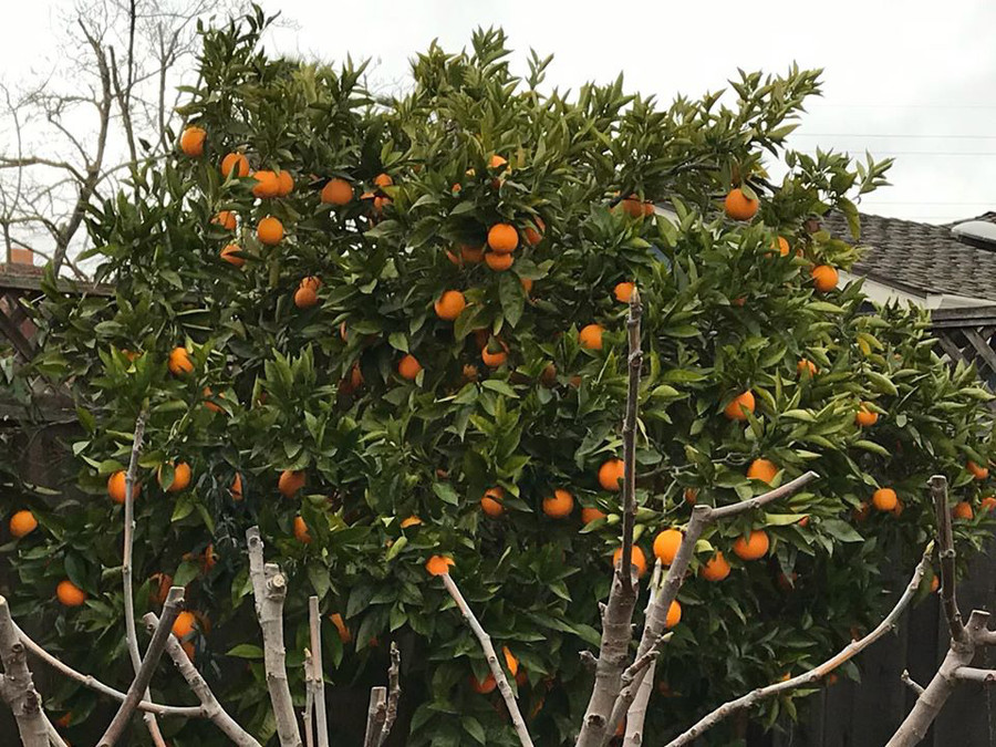 Thích mê khu vườn quanh năm tươi tốt của cặp vợ chồng thích ăn chay ảnh 13