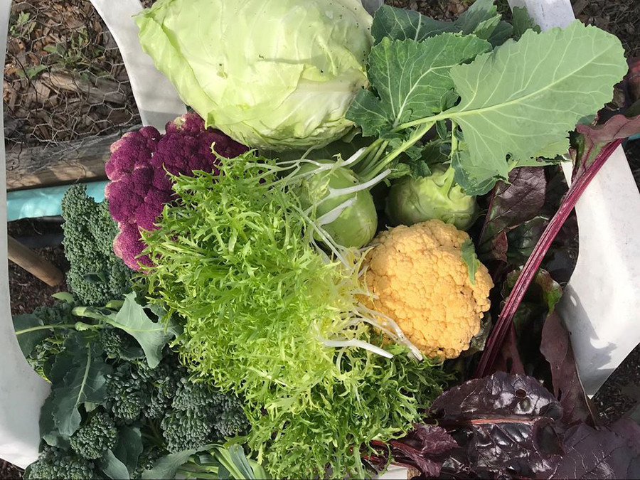 Thích mê khu vườn quanh năm tươi tốt của cặp vợ chồng thích ăn chay ảnh 16