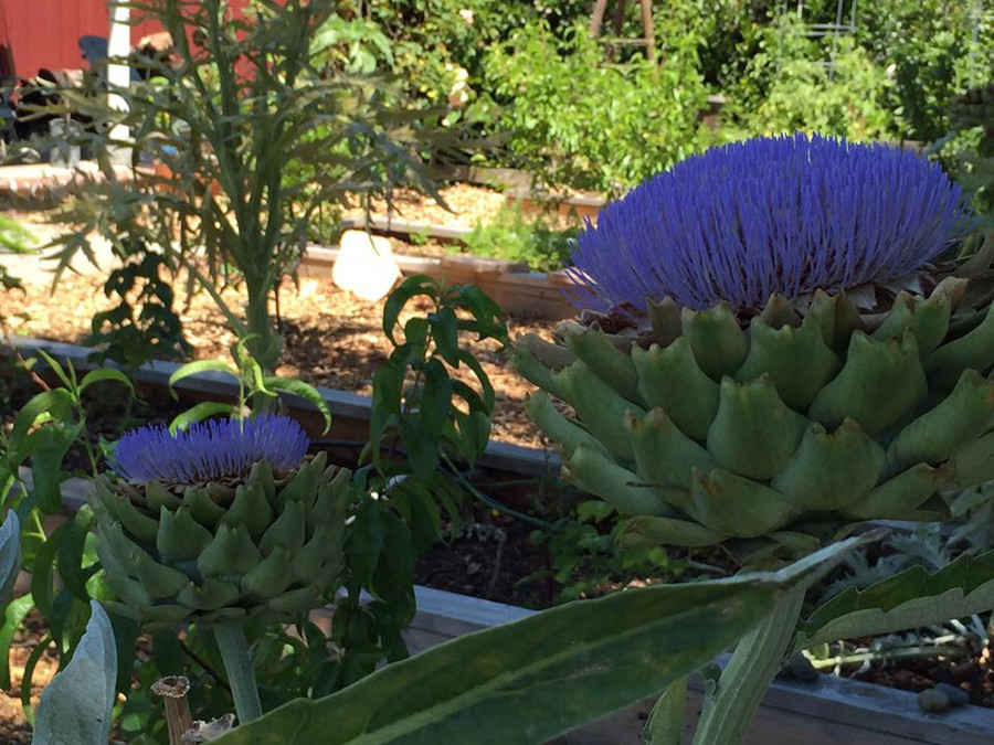 Thích mê khu vườn quanh năm tươi tốt của cặp vợ chồng thích ăn chay ảnh 12