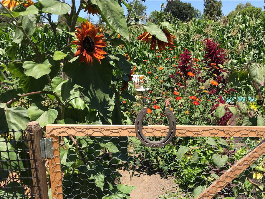 Thích mê khu vườn quanh năm tươi tốt của cặp vợ chồng thích ăn chay ảnh 24