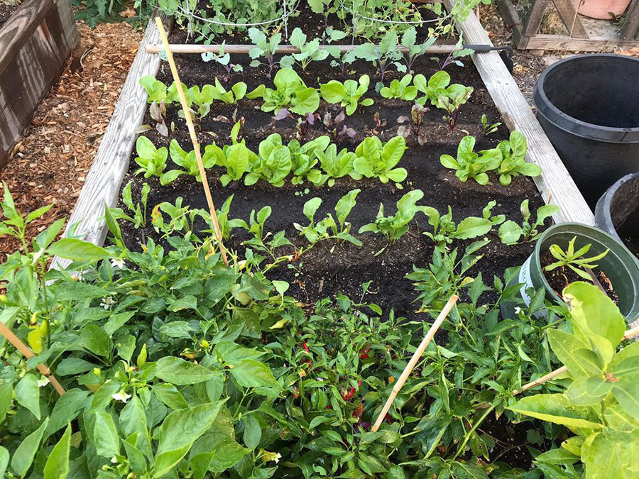 Khu vườn quanh năm tươi tốt với đủ loại cây trái của cặp vợ chồng thích ăn chay - Ảnh 7.