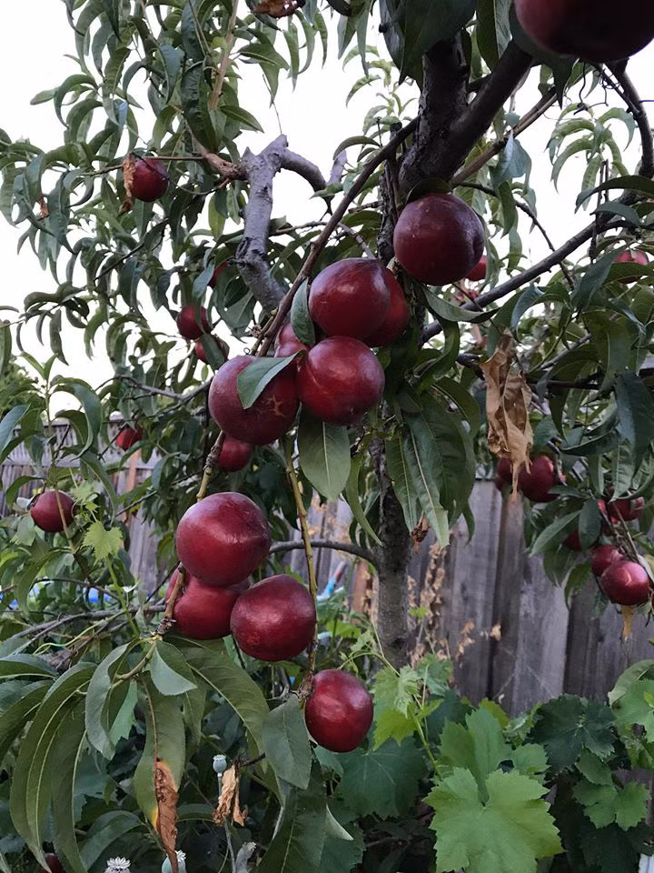 Thích mê khu vườn quanh năm tươi tốt của cặp vợ chồng thích ăn chay ảnh 27