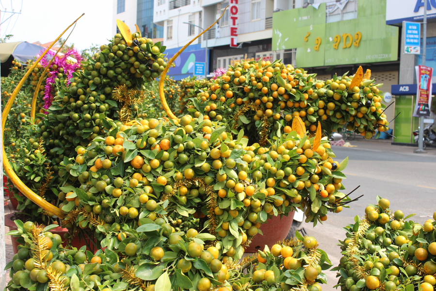Những chậu quất được tạo hình Tý (chuột) hết sức độc đáo.