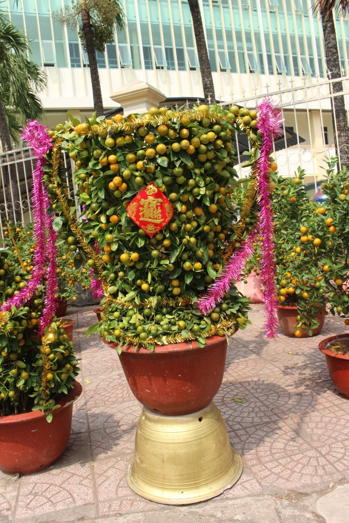 Quất tạo hình chiếc cúp vàng.