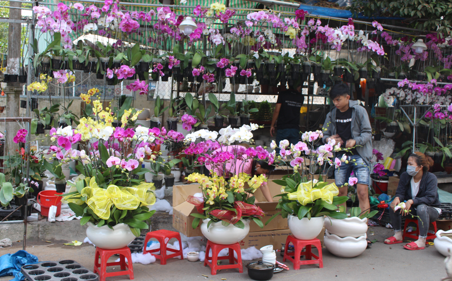 Nhiều loại hoa kiểng bày bán khu vực bờ kè sông Tiền.