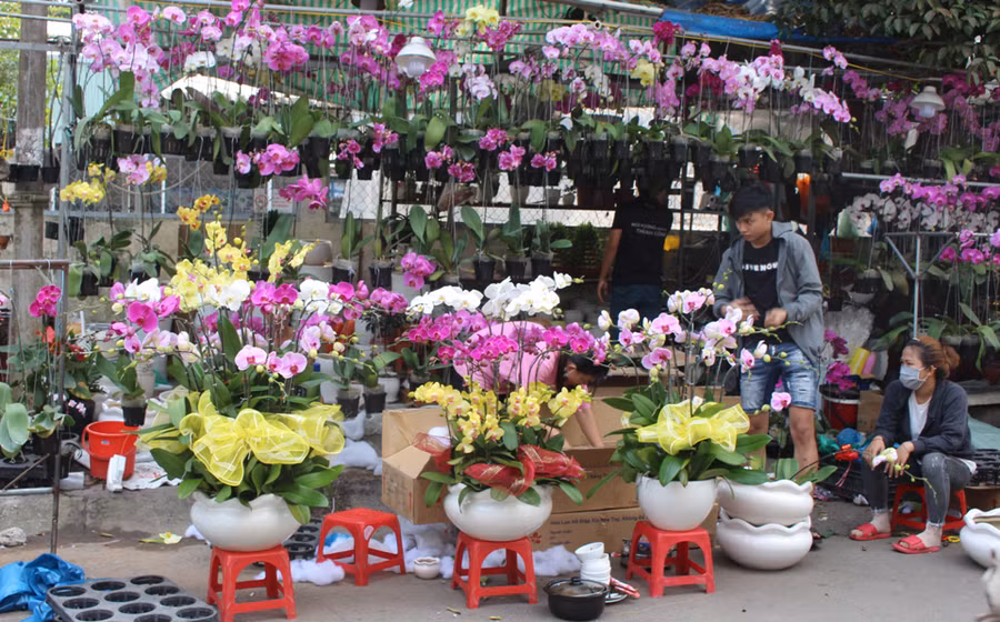Nhiều loại hoa kiểng bày bán khu vực bờ kè sông Tiền.